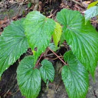 Begonia dipetala Graham